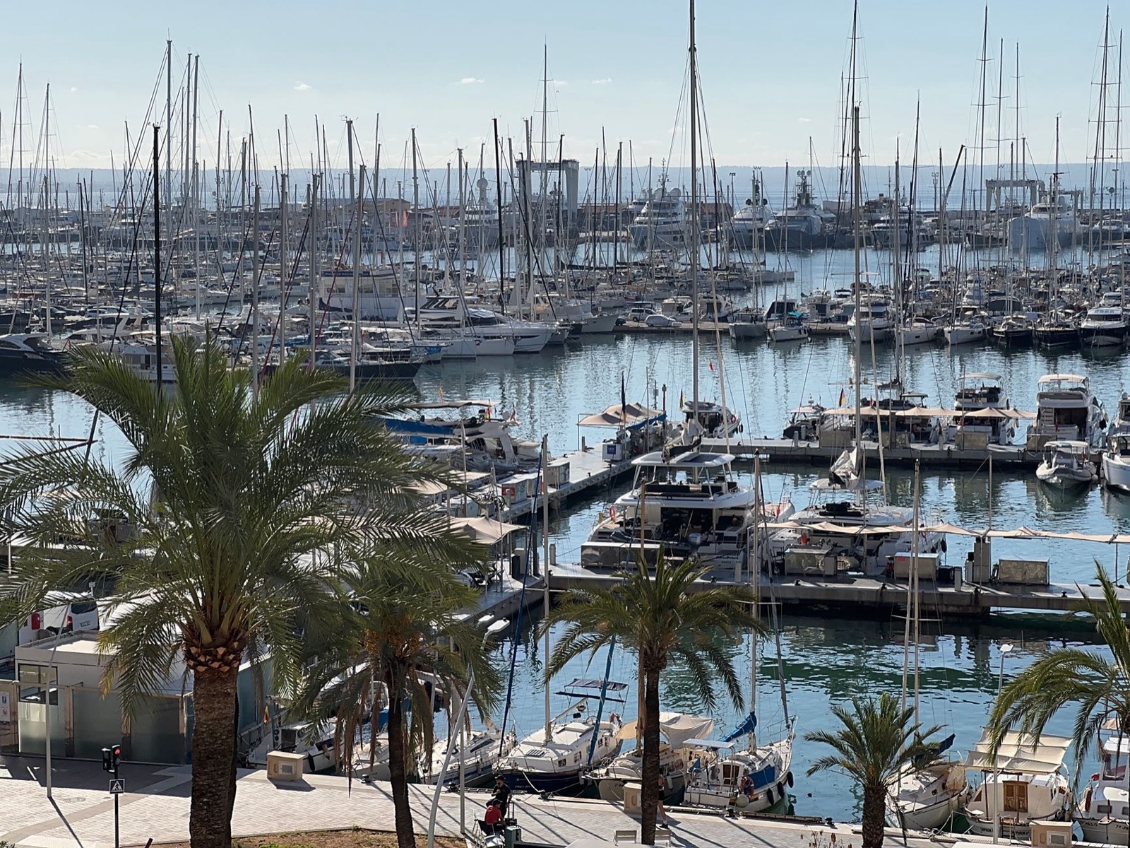Marina bordée de palmiers avec de grands yachts à quai, comme au départ de Puerto Banús